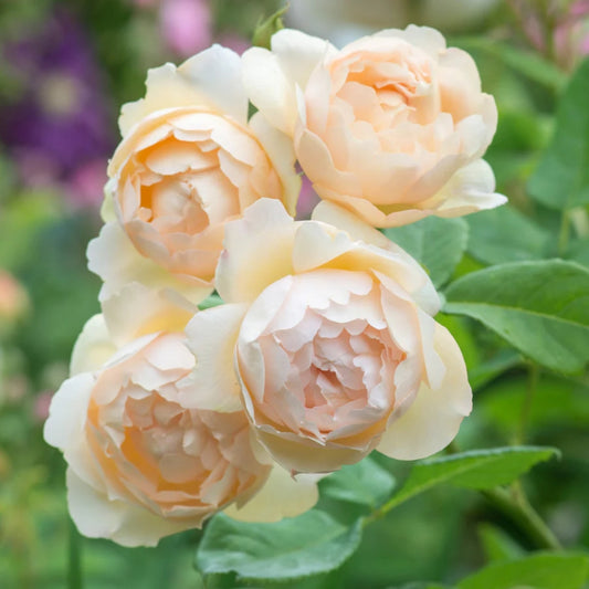 Rose ‘Wollerton Old Hall’ English Climbing Rose 6L