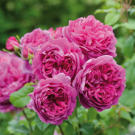 Rose 'Young Lycidas' English Shrub Rose 6L