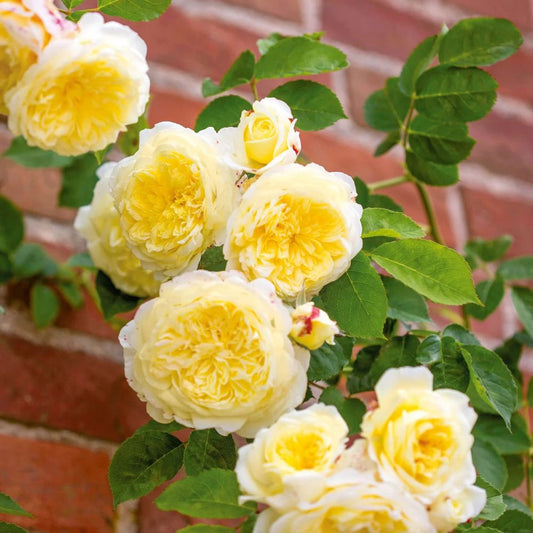 Rose 'The Pilgrim' English Climbing Rose 6L
