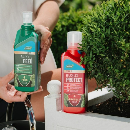 Westland Buxus 2 in 1 Feed and Protect 500ml