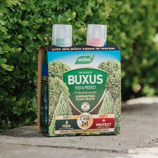 Westland Buxus 2 in 1 Feed and Protect 500ml