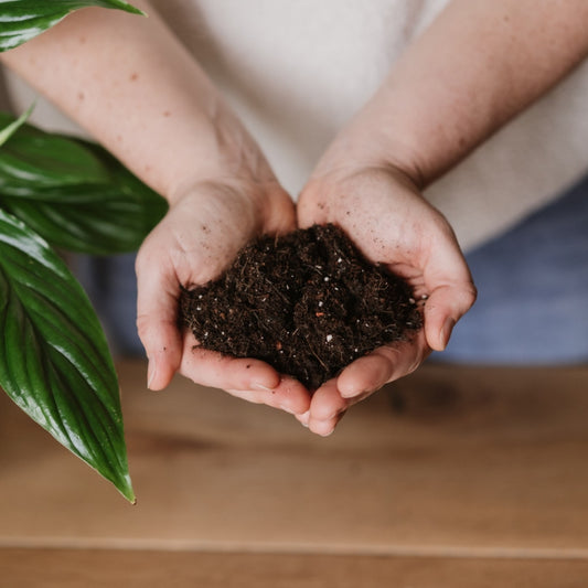 Westland Houseplant Potting Mix 20L