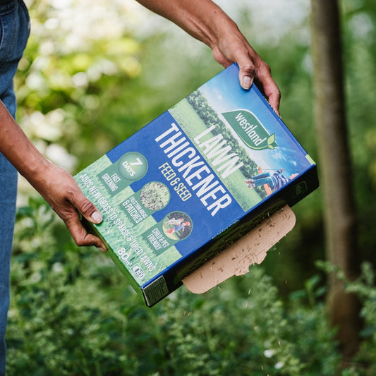 Westland Lawn Thickener Feed & Seed 80m²