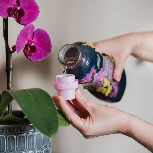 Westland Orchid Water Ready to Use Plant Feed 720ml