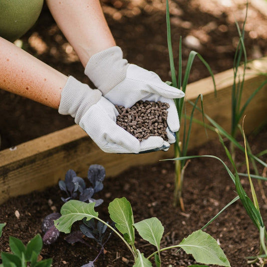 Westland Organic Chicken Manure Pellets 2.25kg