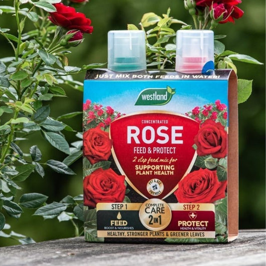 Westland Rose 2 in 1 Feed and Protect 500ml