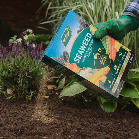 Westland Seaweed Enhanced Plant Growth Stimulant 2.5kg