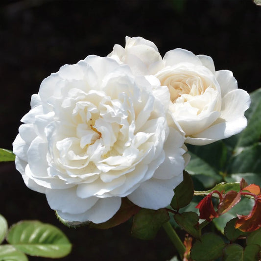 Rose 'William & Catherine' English Shrub Rose 6L