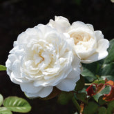 Rose 'William & Catherine' English Shrub Rose 6L
