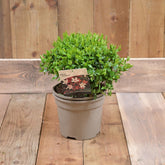 Abelia Grandifolia Sherwood 3L