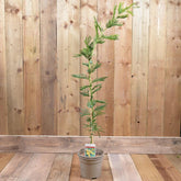Acacia Dealbata 3L