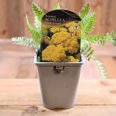 Achillea Filipendula Cloth Of Gold 1L