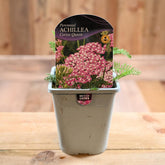 Achillea Millefolium Cerise Queen 1L