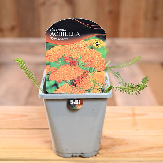 Achillea 'Terracotta' 1L