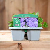 Ageratum Blue 6 Pack