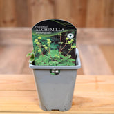 Alchemilla Erythropoda 1L