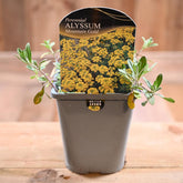 Alyssum Montanum 'Mountain Gold' 1L