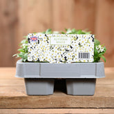 Alyssum White 6 Pack
