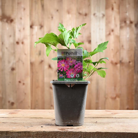 Anemone Prinz Heinrich 1L