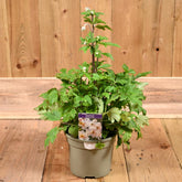 Anemone Ruffled Swan 3L
