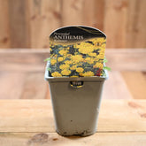 Anthemis Tinctoria 'Kelwayii'