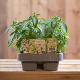 Antirrhinum White 6 Pack
