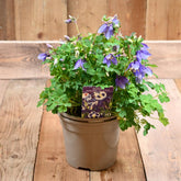 Aquilegia Spring Magic Navy & White 3L