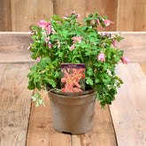 Aquilegia Spring Magic Rose & Ivory 3L