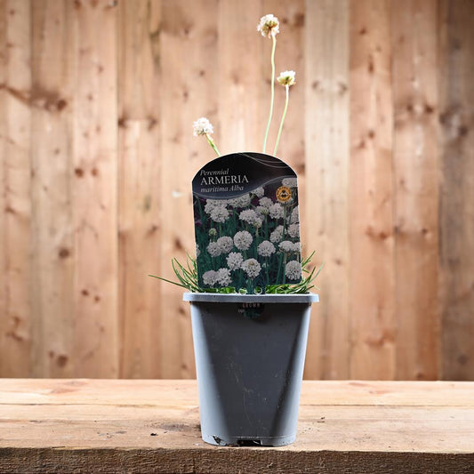 Armeria Maritima Alba 1L