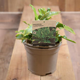 Asplenium Scolopendrium 2L