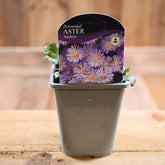 Aster Novi-Belgii Audrey 1L