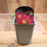 Aster Novi-Belgii Bahamas 1L