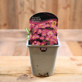 Aster Novi-Belgii Barbados 1L