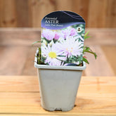 Aster Novi-Belgii Little Pink Beauty 1L
