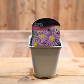 Aster Novi-Belgii Samoa 1L