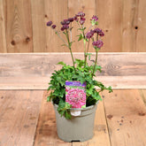 Astrantia Sparkling Stars Red 3L
