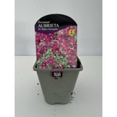 Aubrieta Dr Mules Variegated 1L