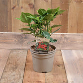 Aucuba Japonica Rozannie 3L