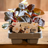 Begonia Dark Leaf White 6 Pack