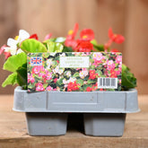 Begonia Green Leaf Mixed 6 Pack
