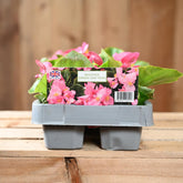 Begonia Green Leaf Pink 6 Pack