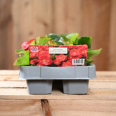 Begonia Green Leaf Red 6 Pack