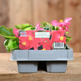 Begonia Green Leaf Rose 6 Pack