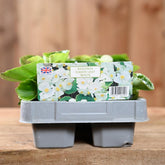 Begonia Green Leaf White 6 Pack