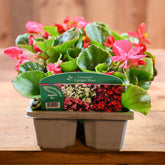 Begonia Mixed 6 Pack