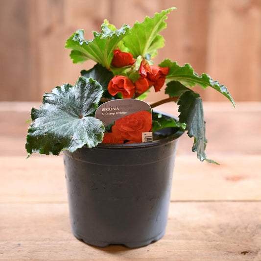 Begonia Non Stop 1L Orange