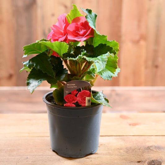 Begonia Non Stop 1L Pink
