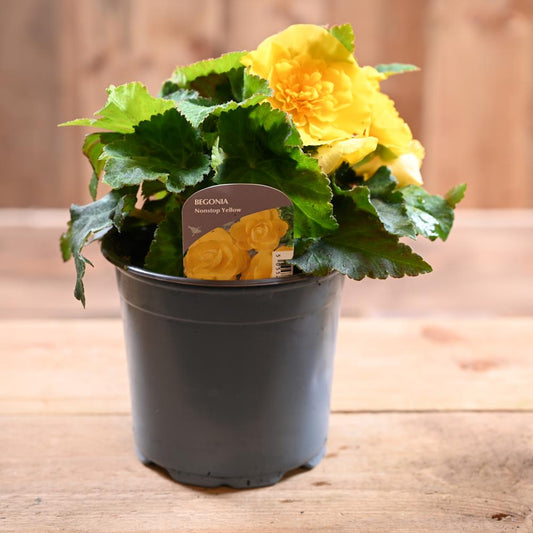 Begonia Non Stop 1L Yellow
