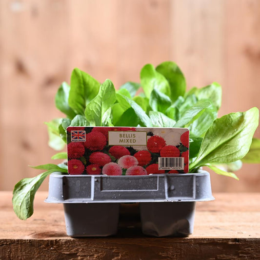 Bellis Mixed 6 Pack