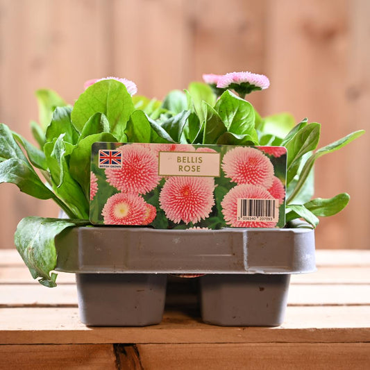 Bellis Rose 6 Pack